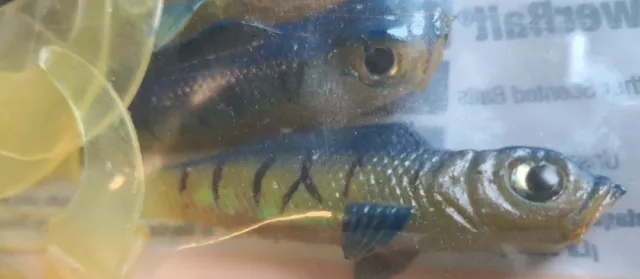 Berkley Powerbait 4" Minnow Grub Croaker